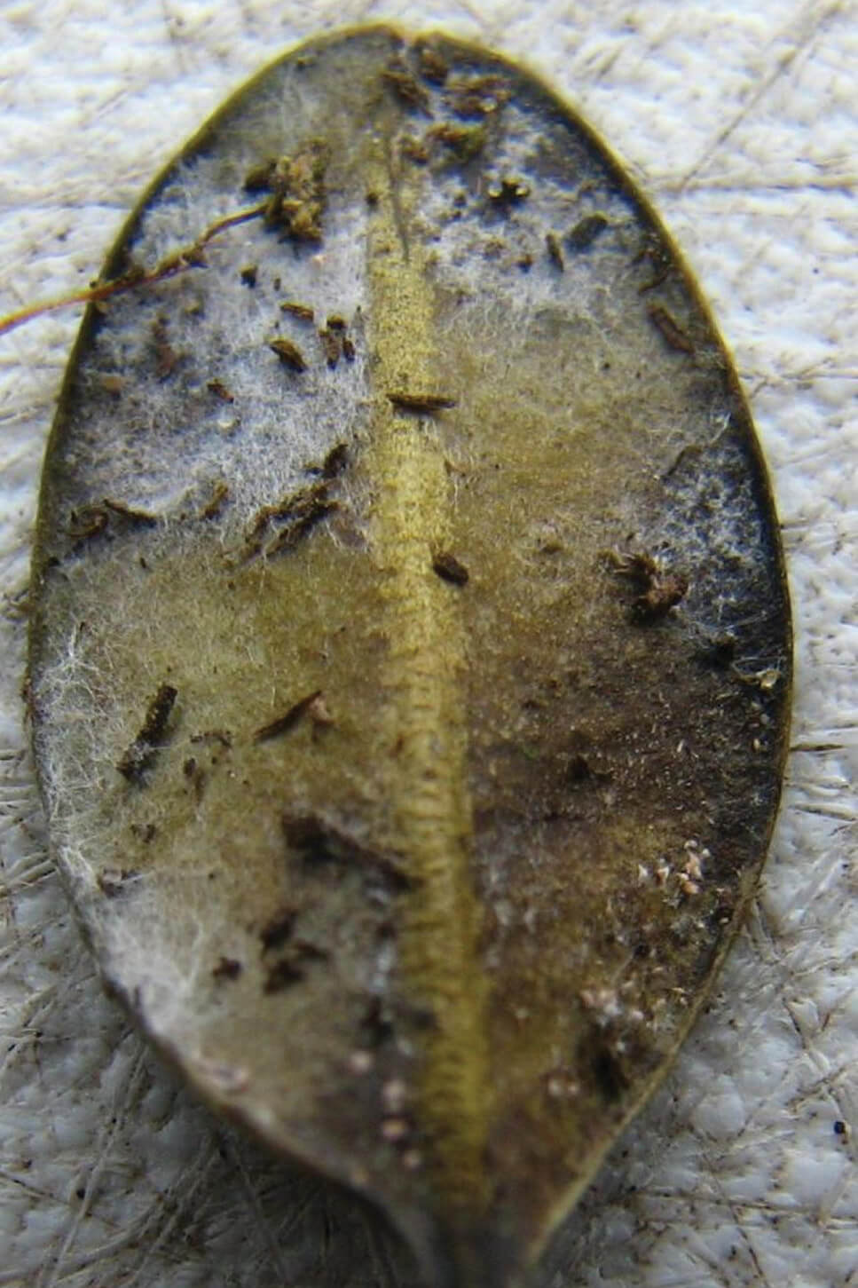 figure 2 a leaf with webs and spores