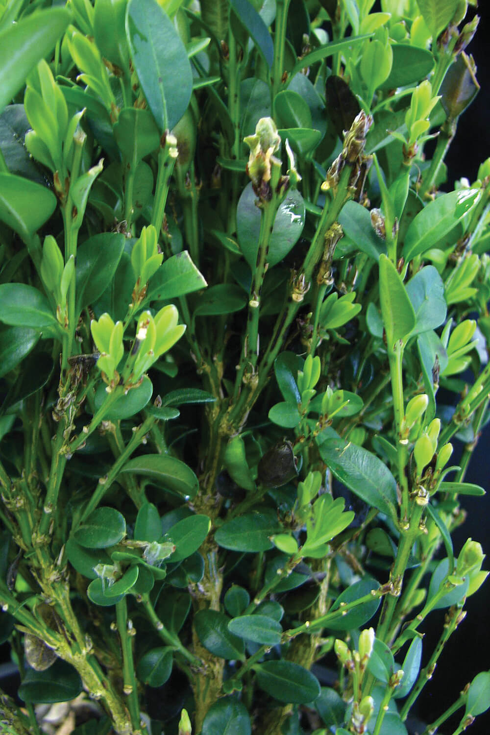 figure 1 damage to boxwood leaves