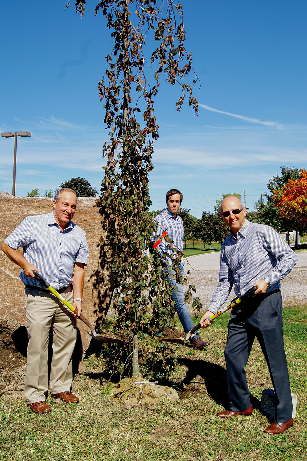 two men planting a purple beech tree