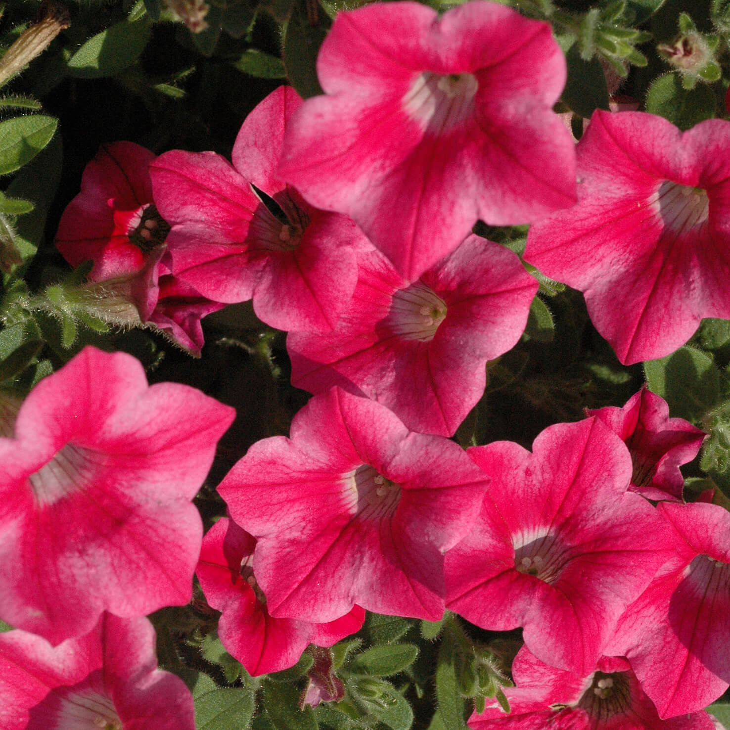 pink to light pink petunias