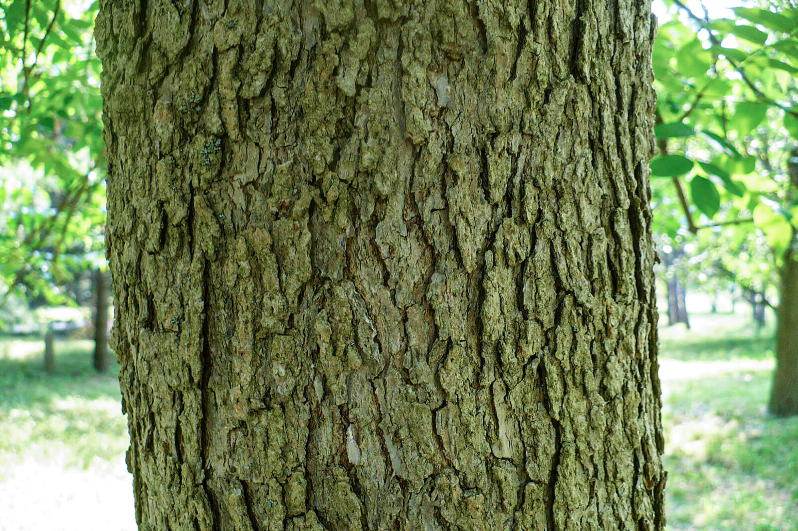 bark of a tree
