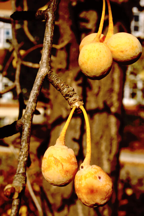 fruit on a ginko branch