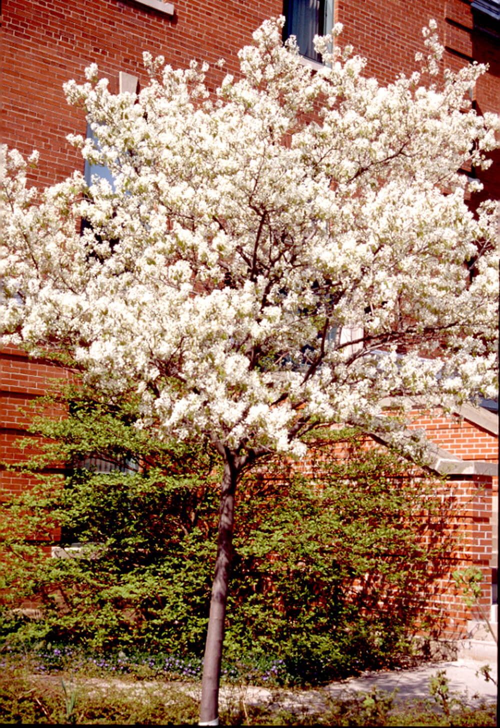 tree in flower