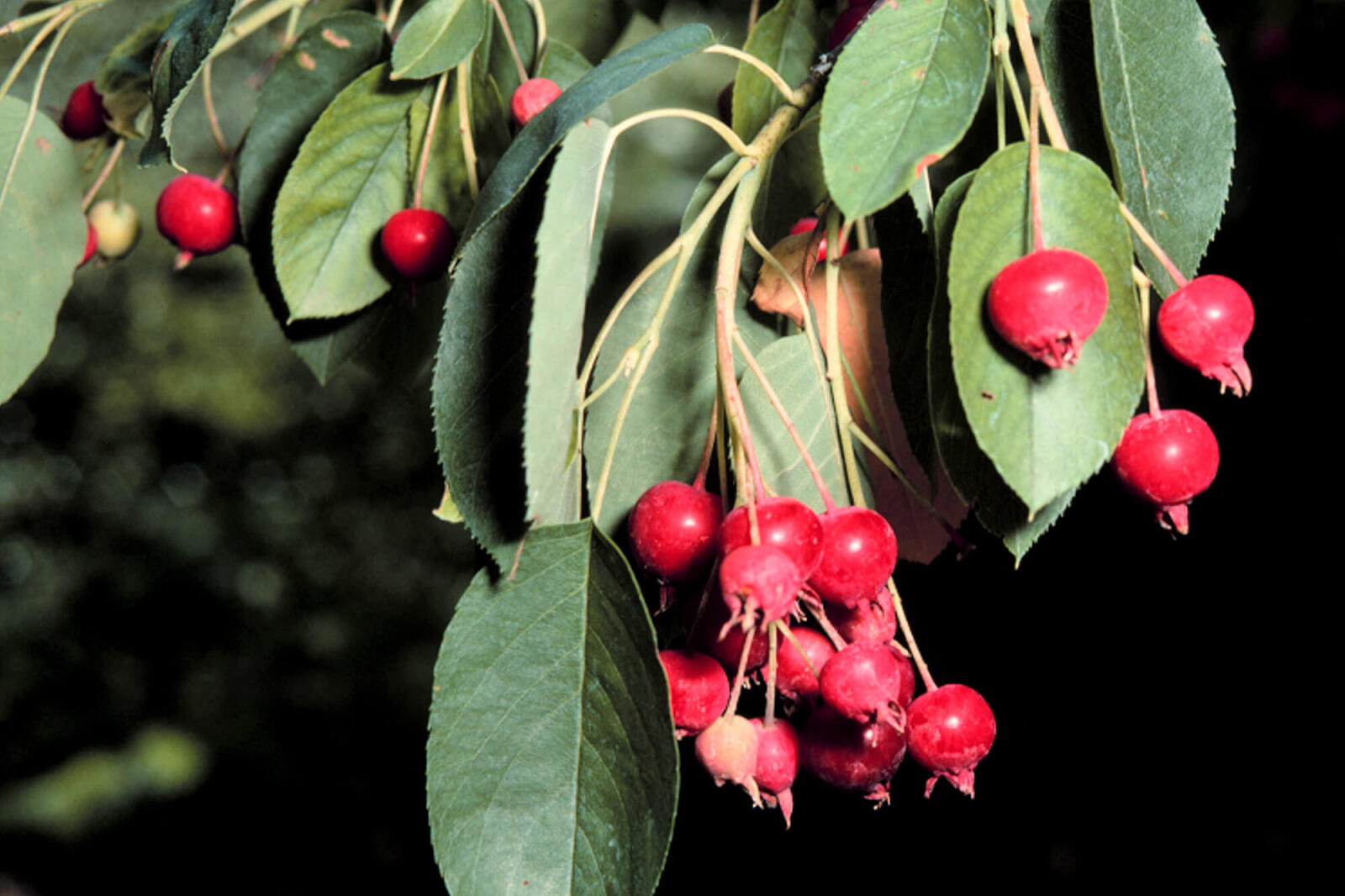 leaves and red berries