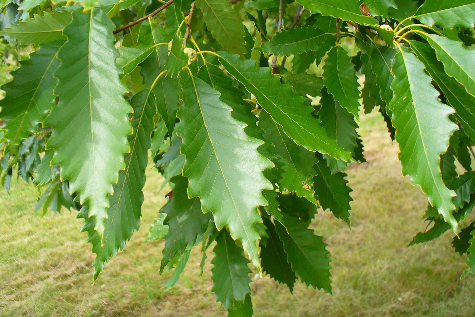green oak leaves
