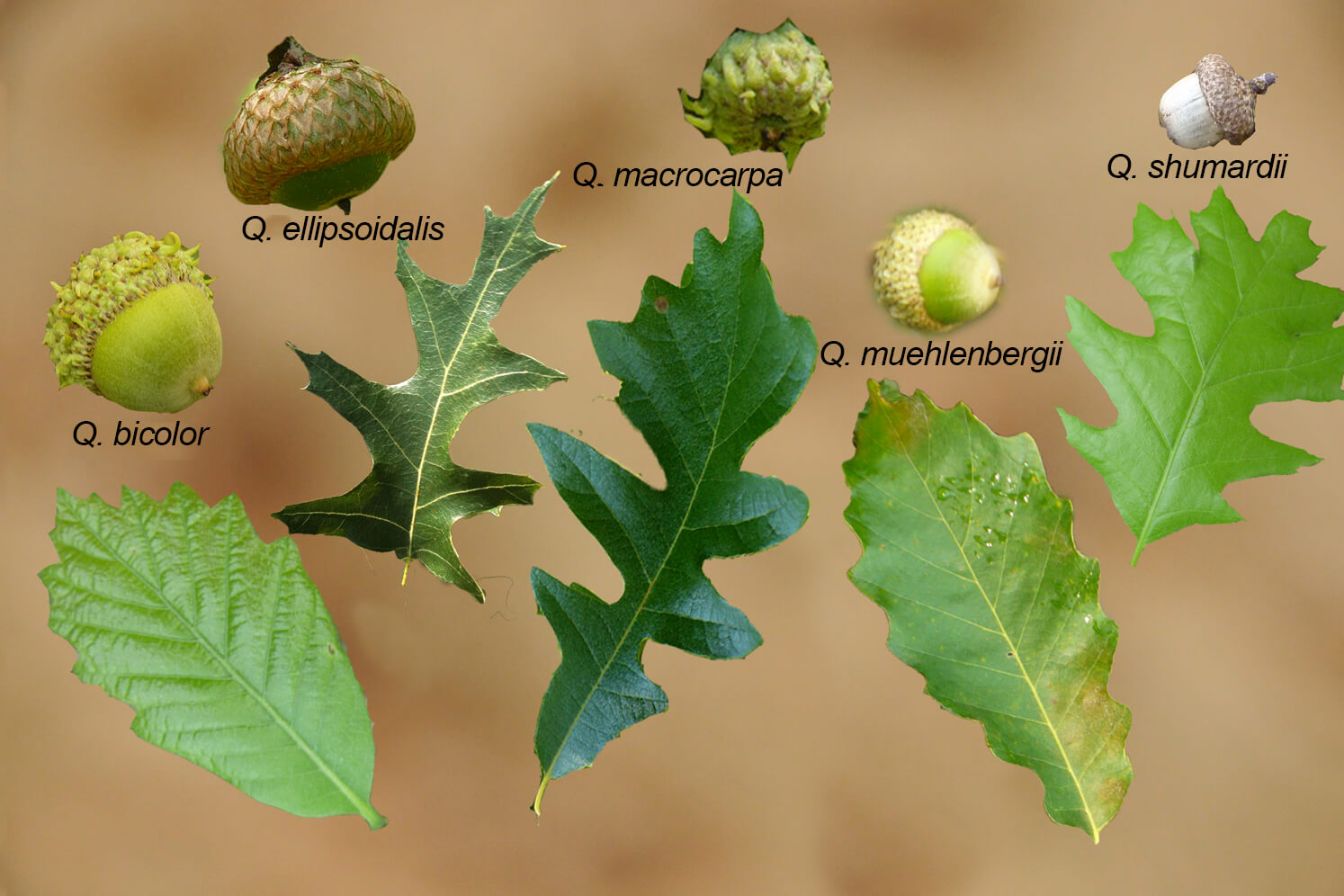diagram showing oak leaves and acorns