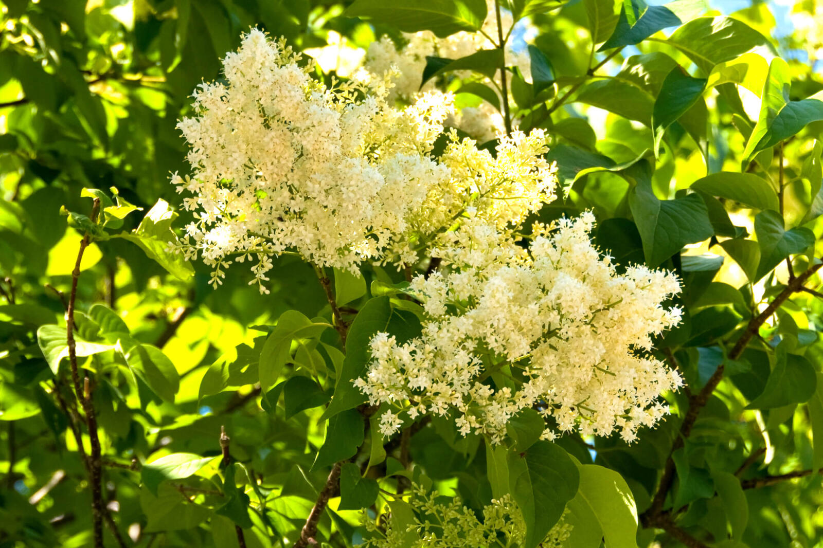 white flowers of a japanese tree lilac