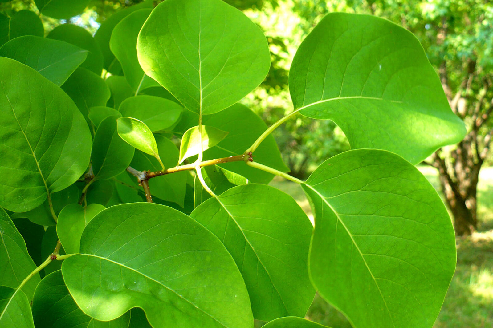 leaves of a japanese tree lilac