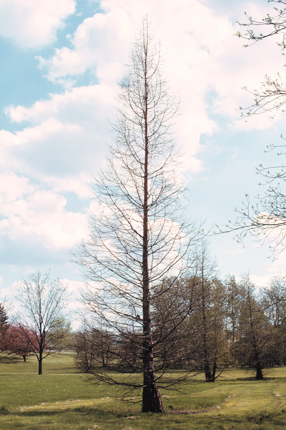 tall tree with no leaves or needles