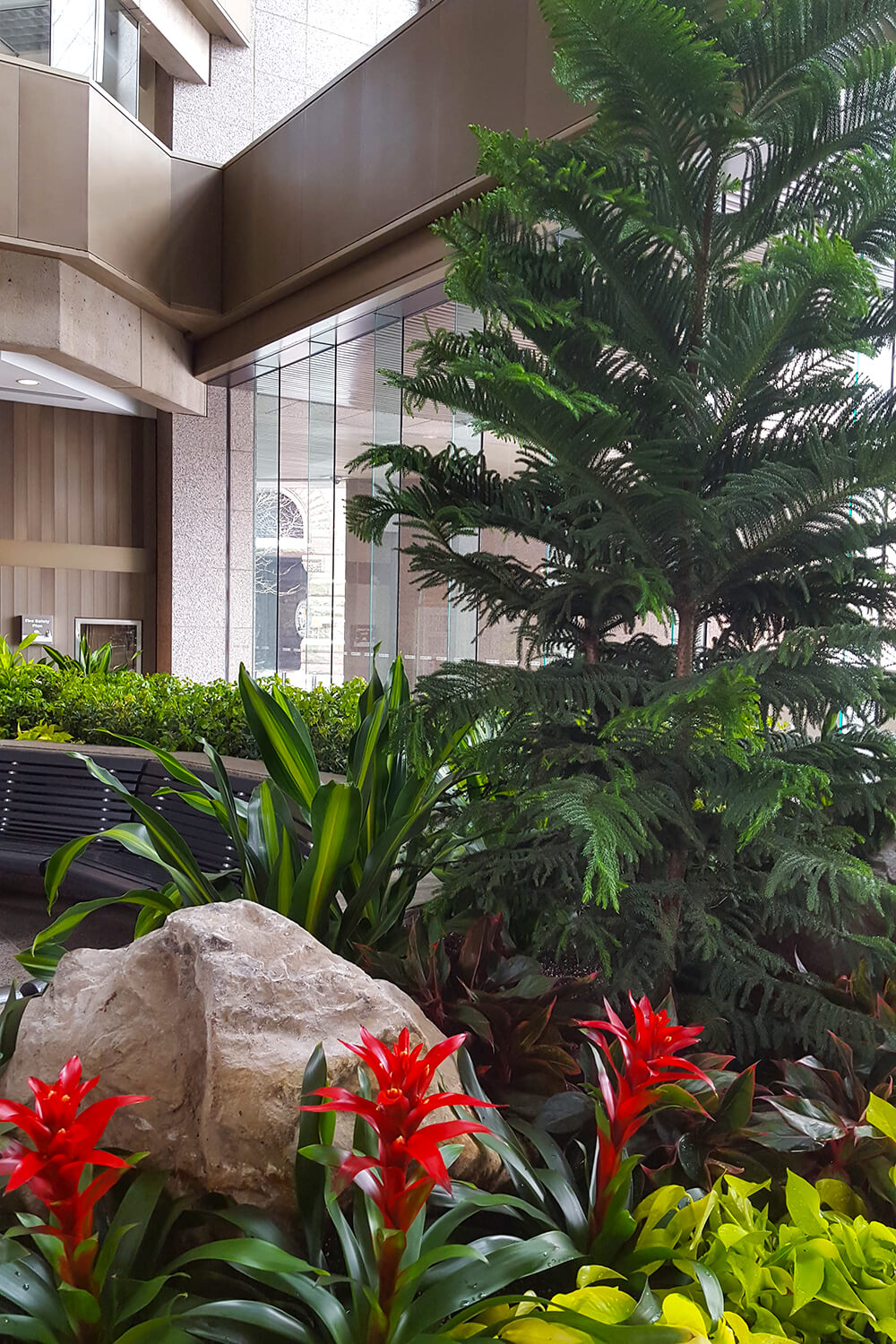 tree rock and plants indoors