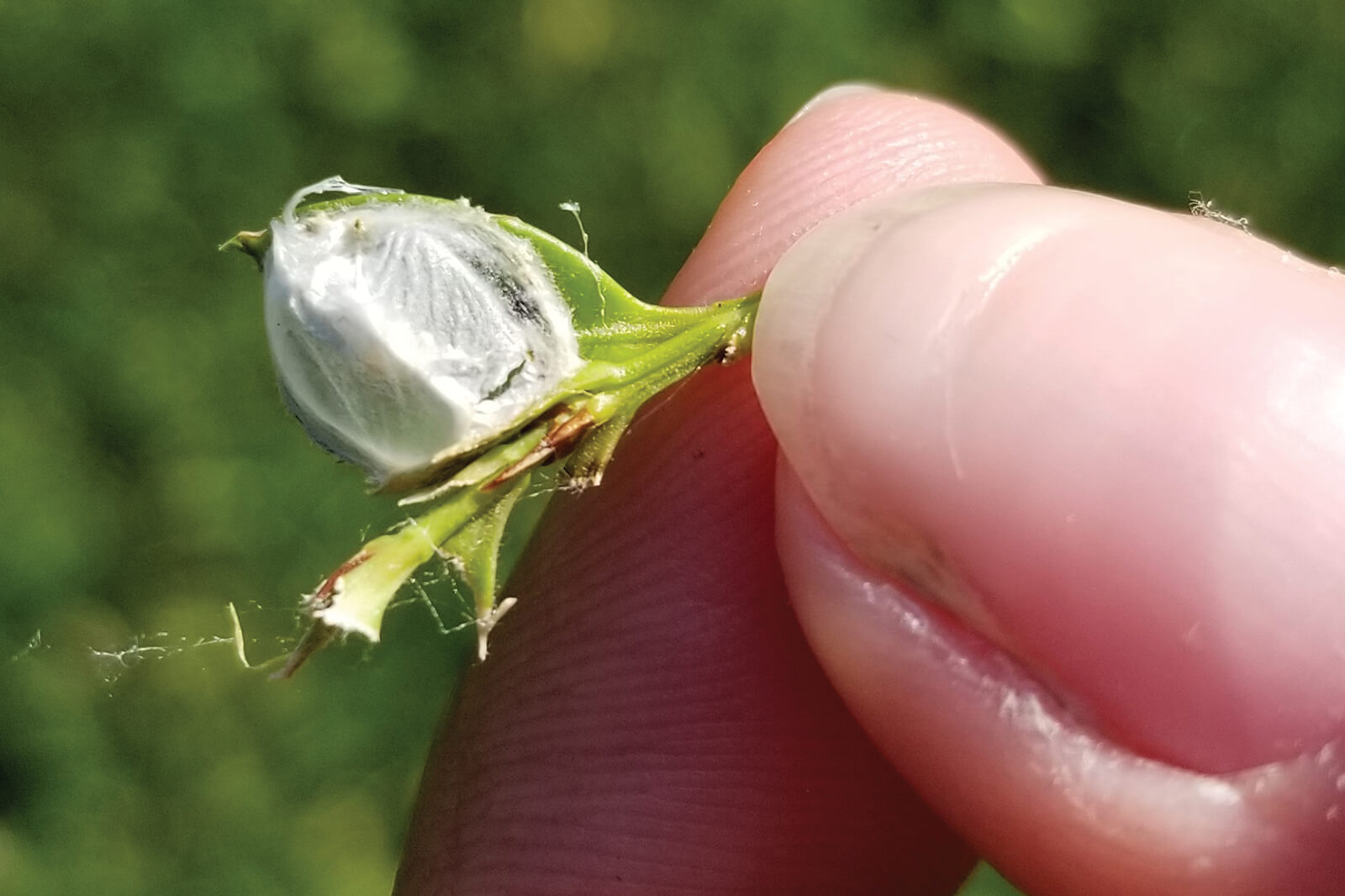 example of a hybernarium