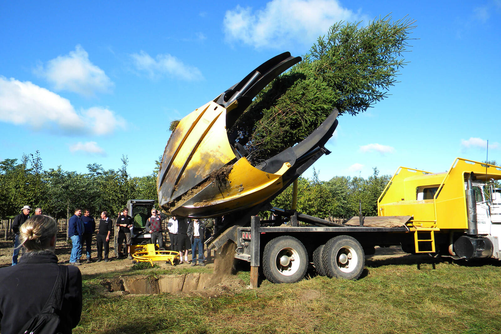 large tree spade holding an evergreen tree