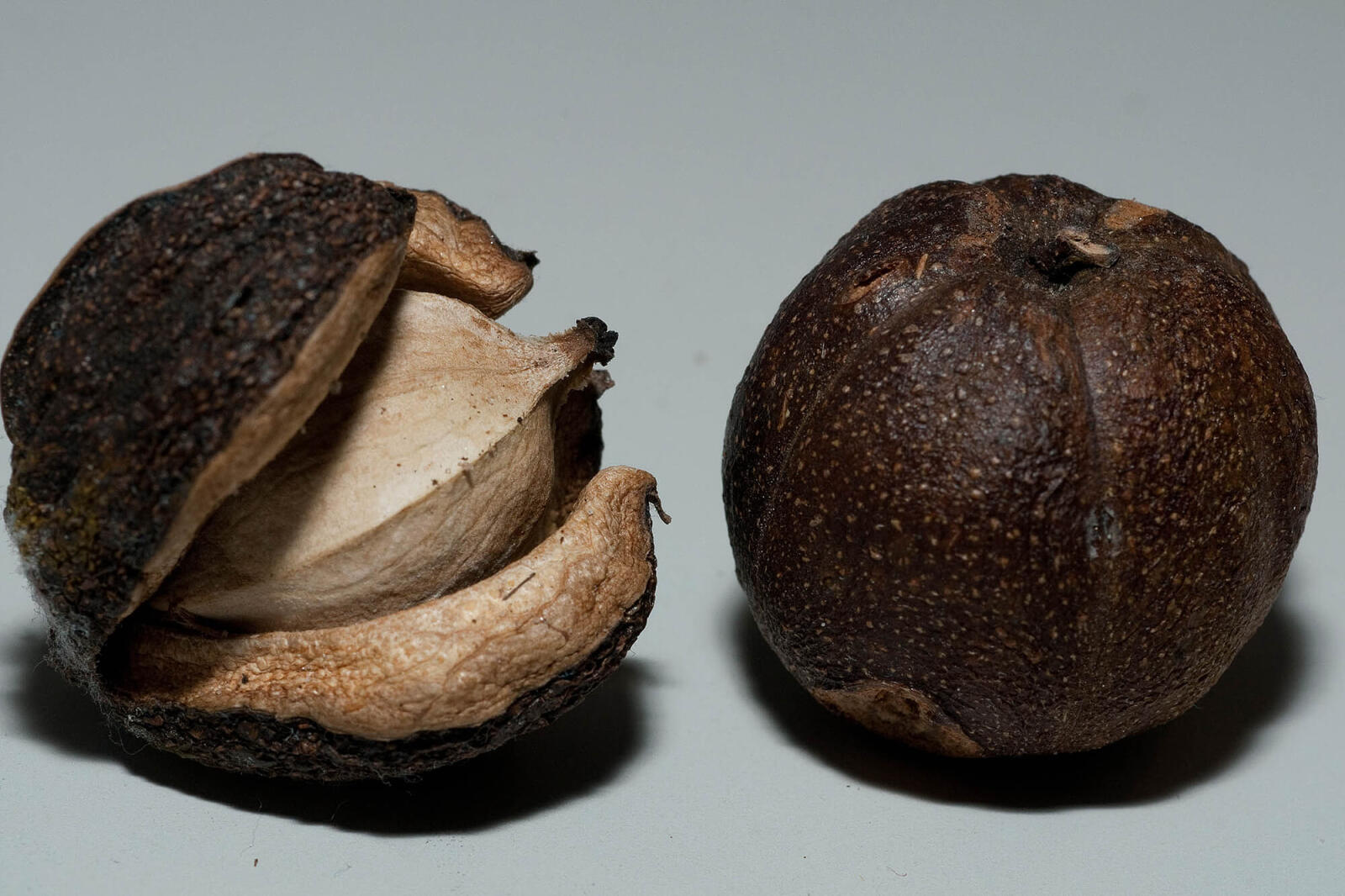 two seed pods