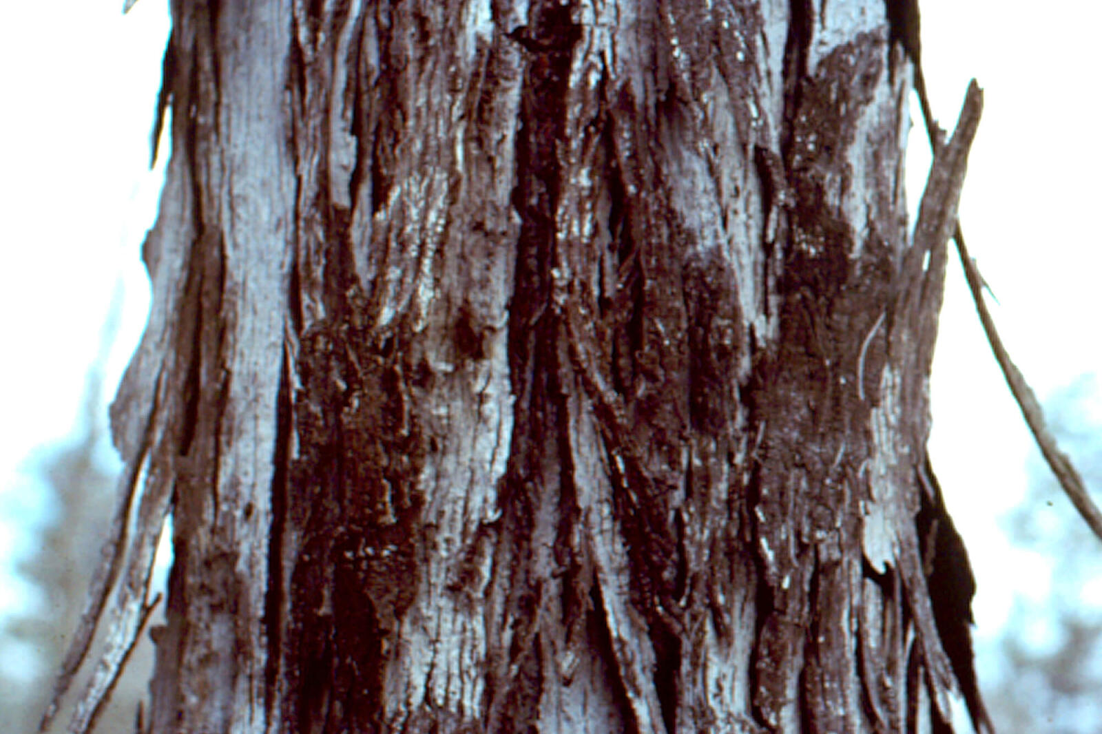 rough bark of a tree