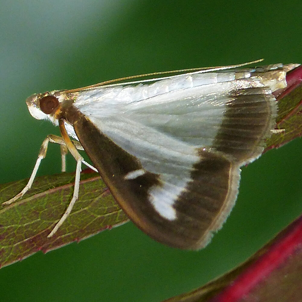adult moth