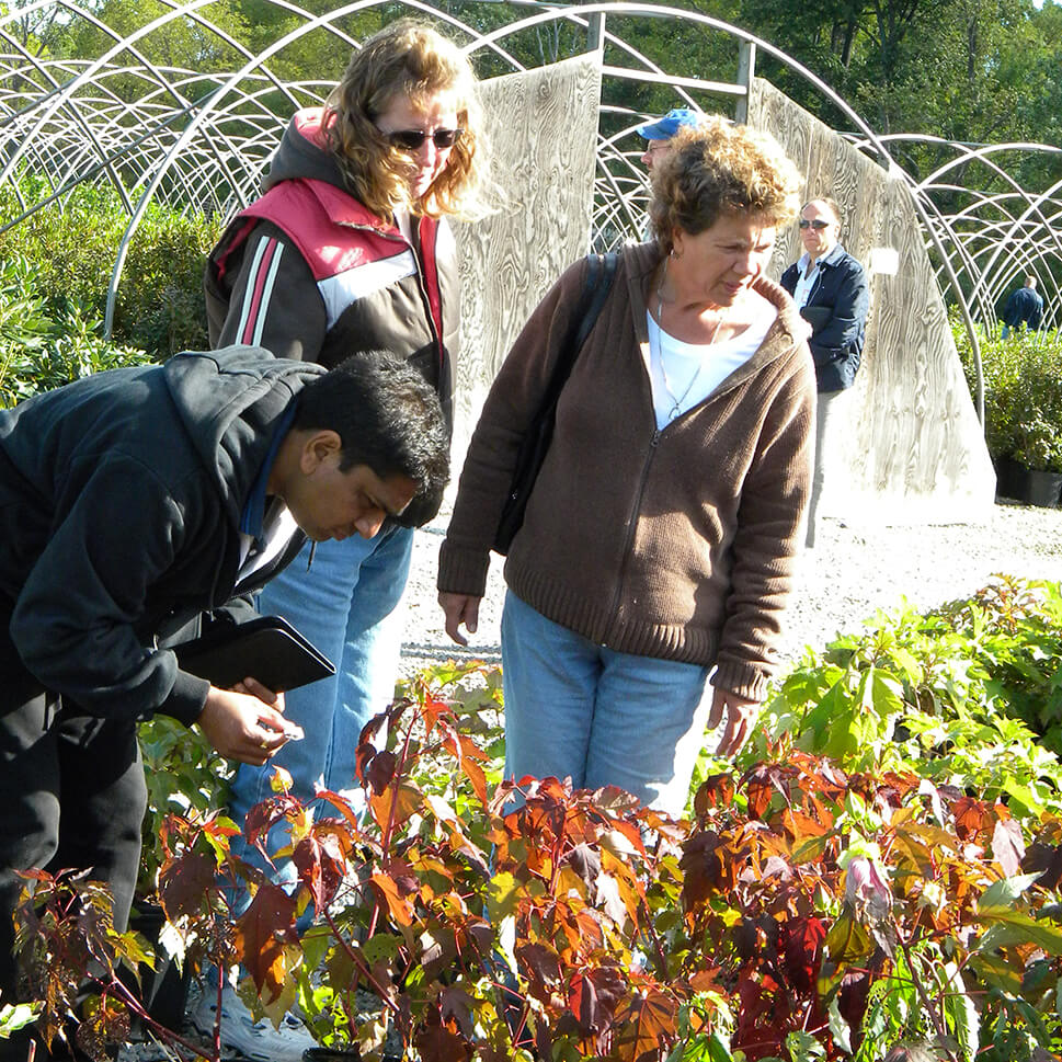 people looking at plants in a nursery