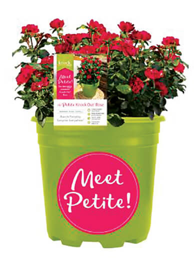 mini red roses in a green pot