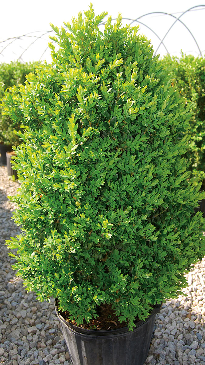 boxwood shrub in a black pot