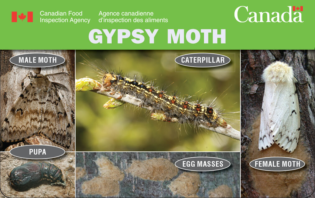 gypsy moth pest id card