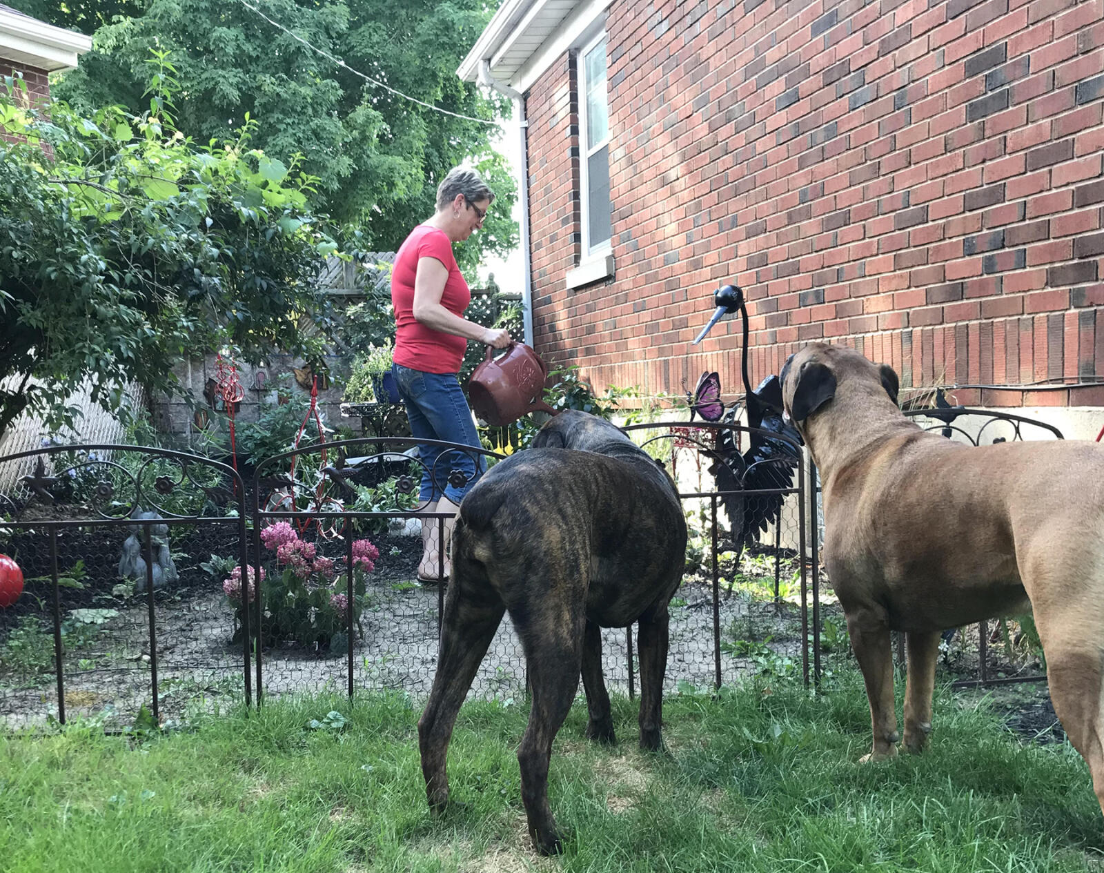 woman gardening as two dogs look on