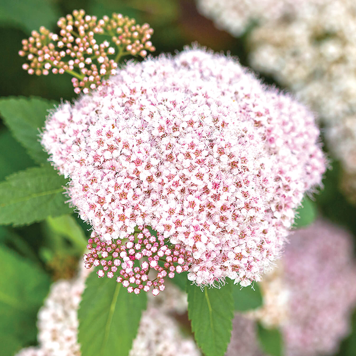 white flower cluster