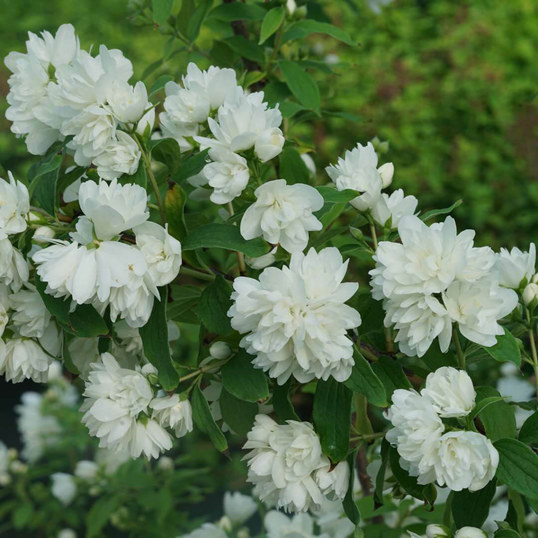 white flowers