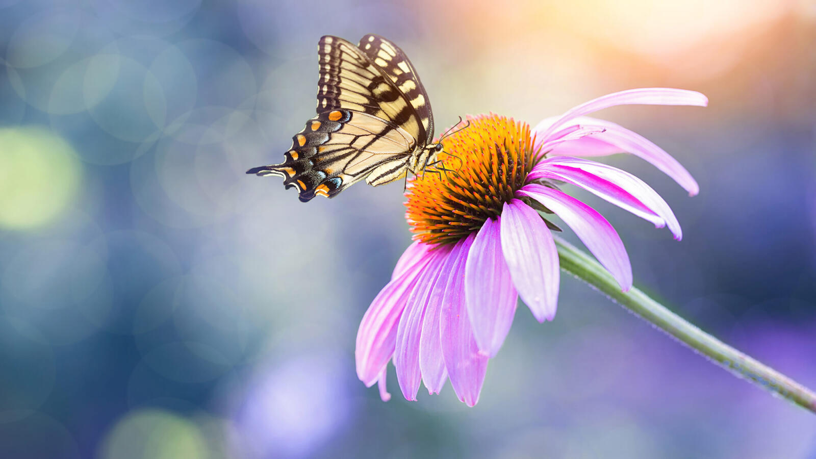 monarch butterfly on a coneflower