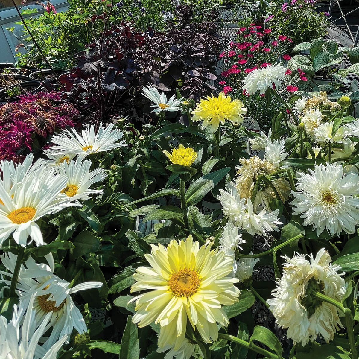 plants outside a greenhouse