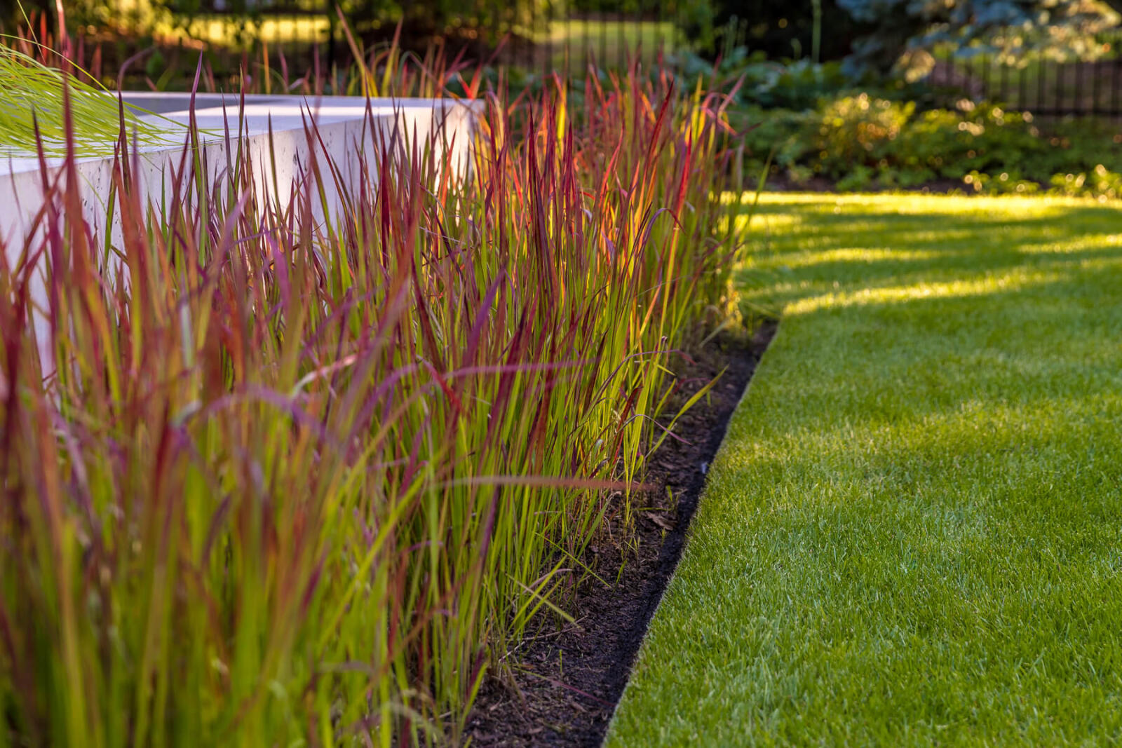 ornamental grass in a bed beside a lawn