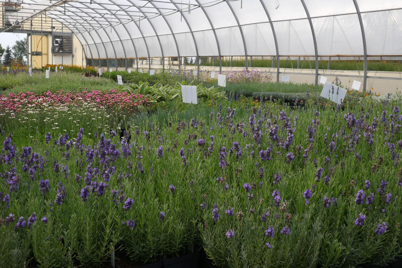 plants growing in a greenhouse