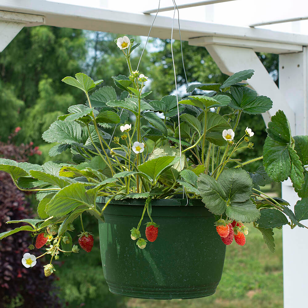 strawberry plant