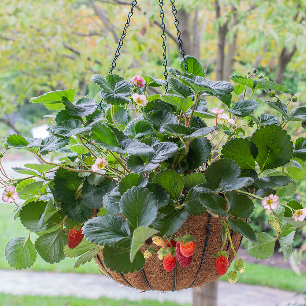 strawberry plant in a hanging basket
