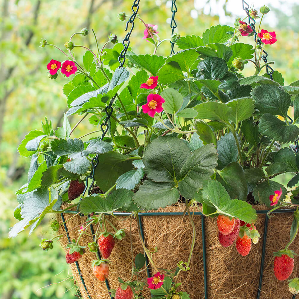 strawberry plant in a hanging basket