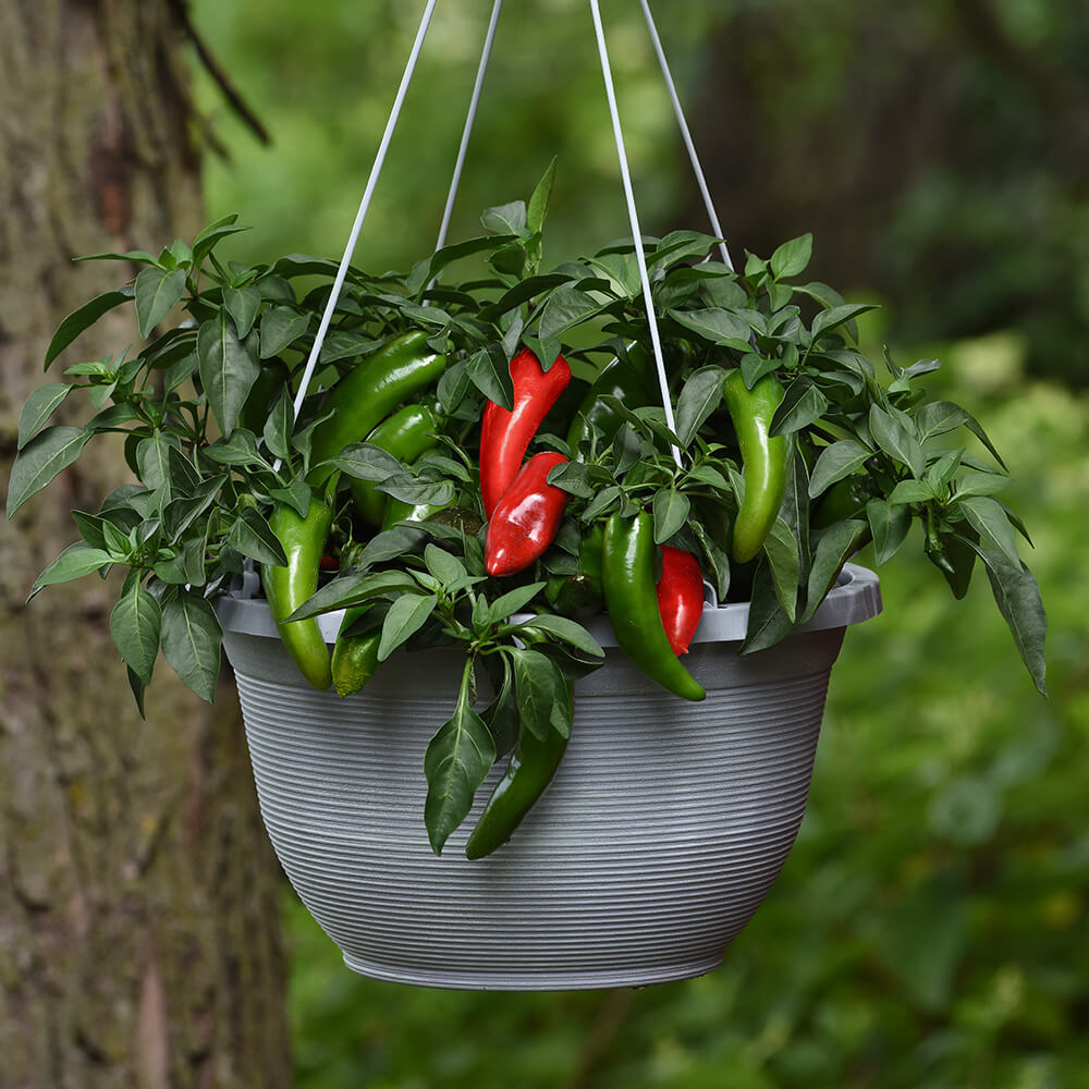 pepper plant in a hanging basket