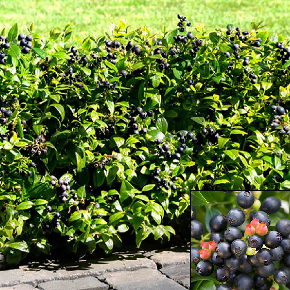 blueberry shrub