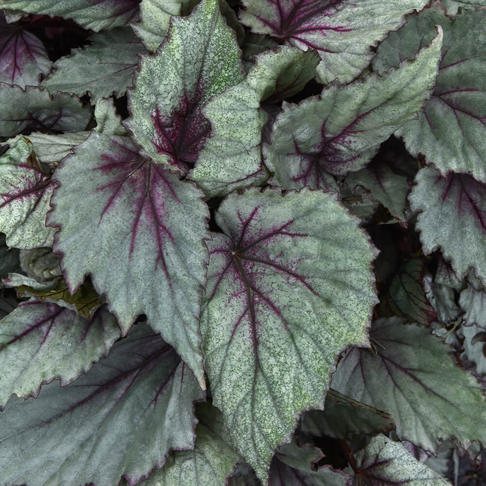 plant leaves