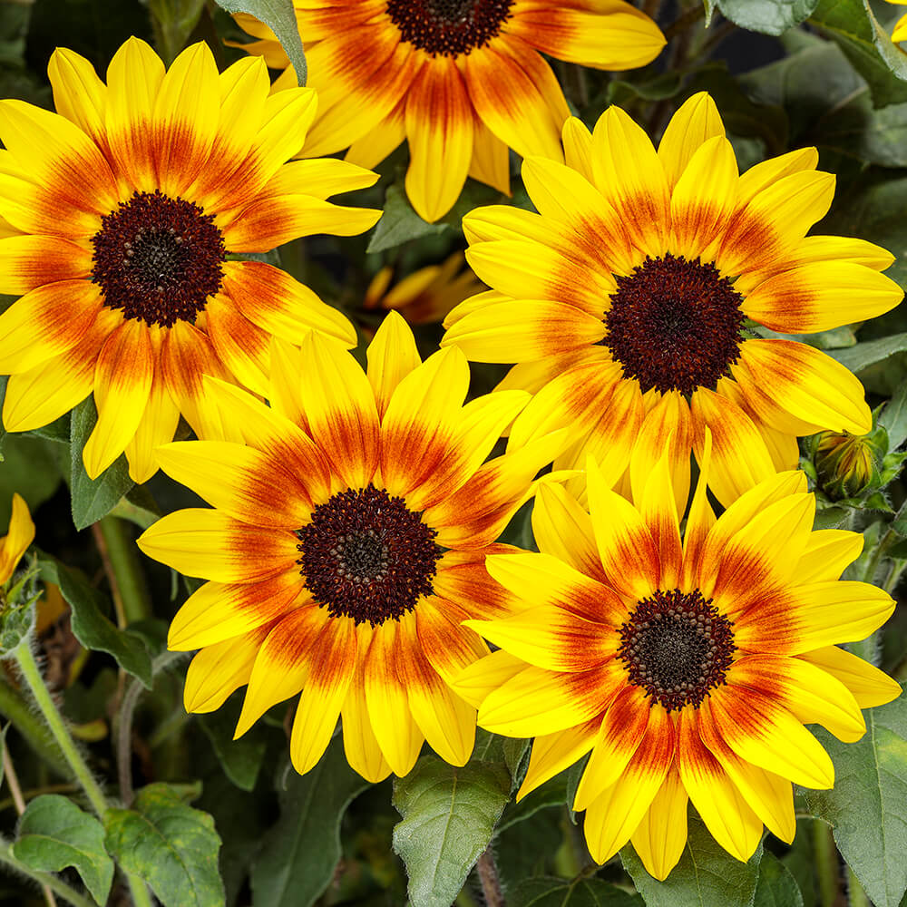 yellow flowers