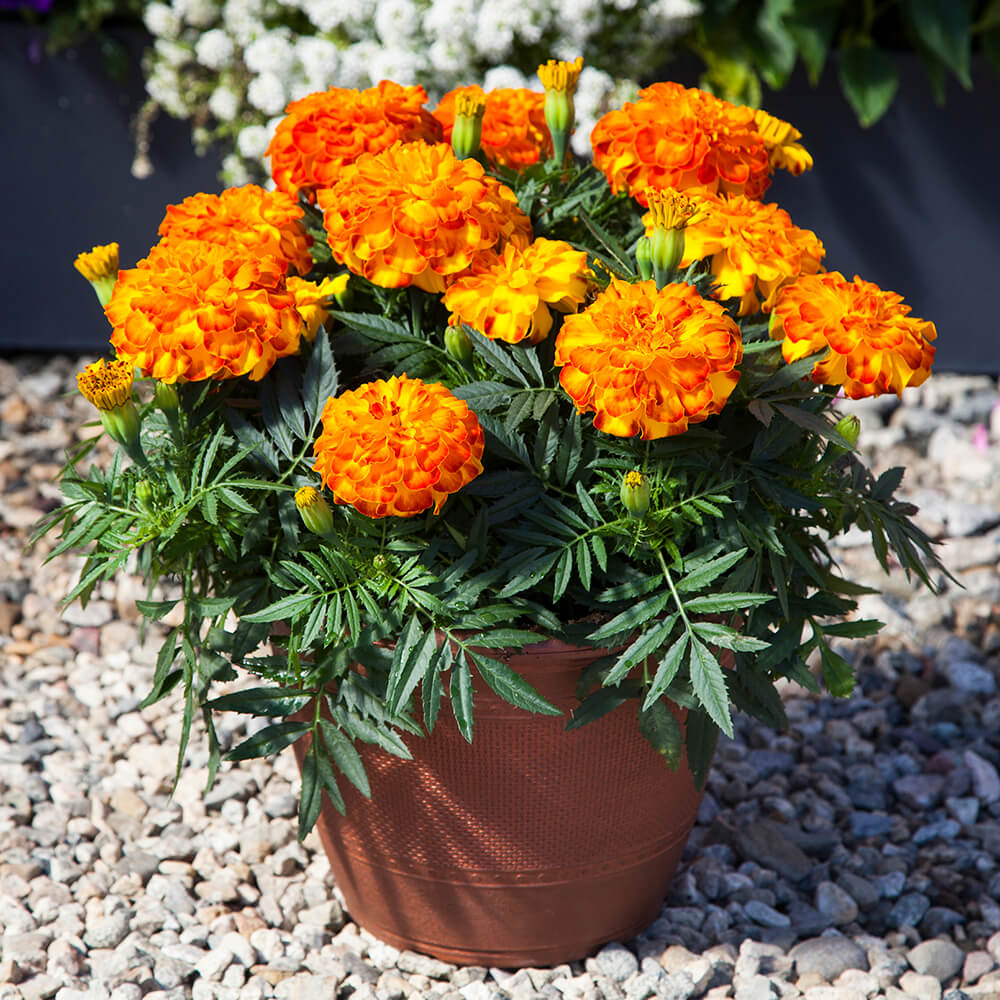 orange flowers in a pot