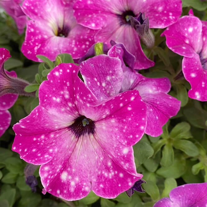 purple flowers with white dots