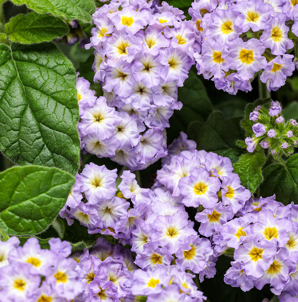 blue white and yellow flowers