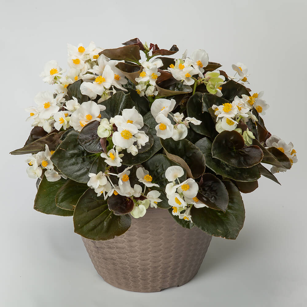 white and yellow flowers in a pot
