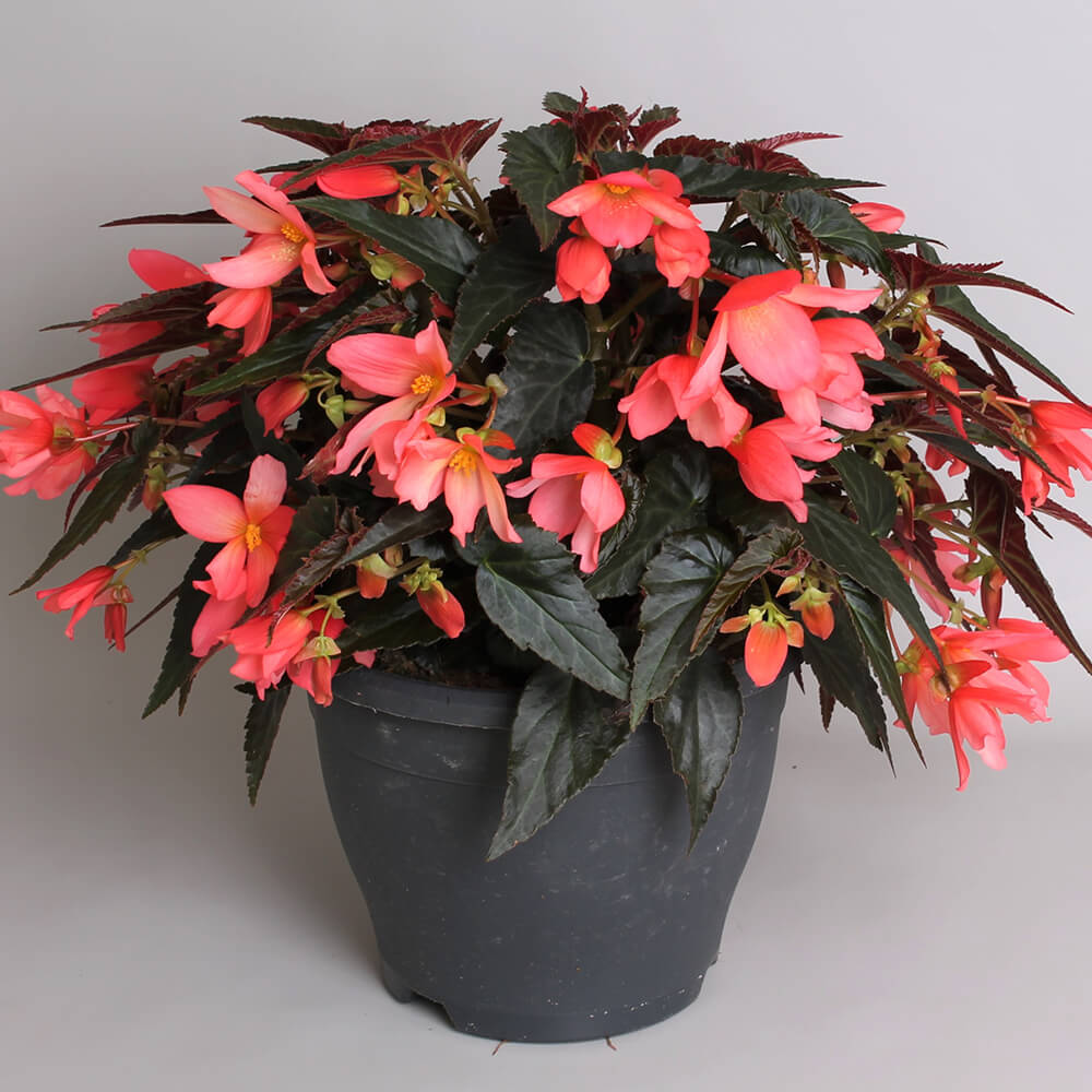 pink flowers in a pot