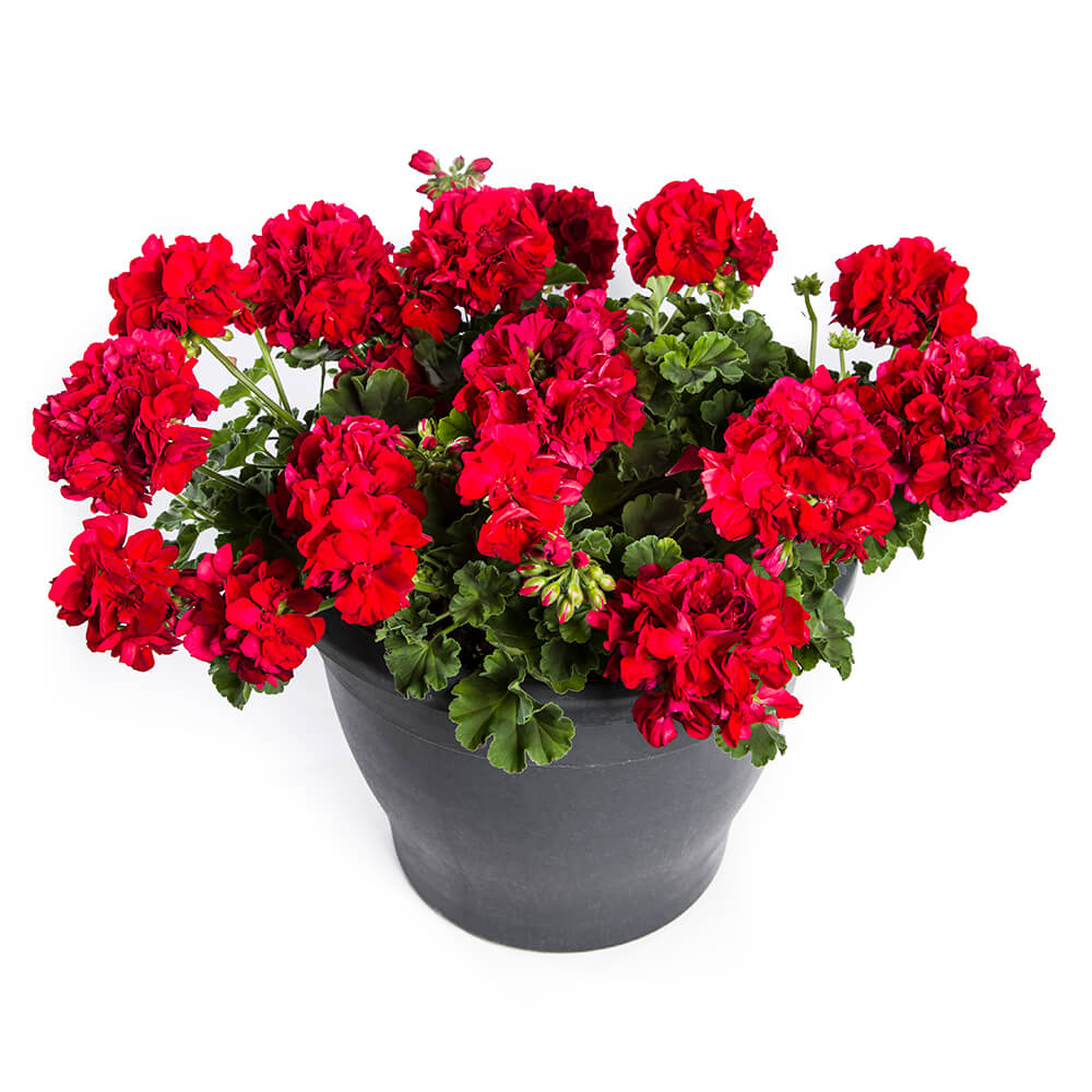 dark red flowers