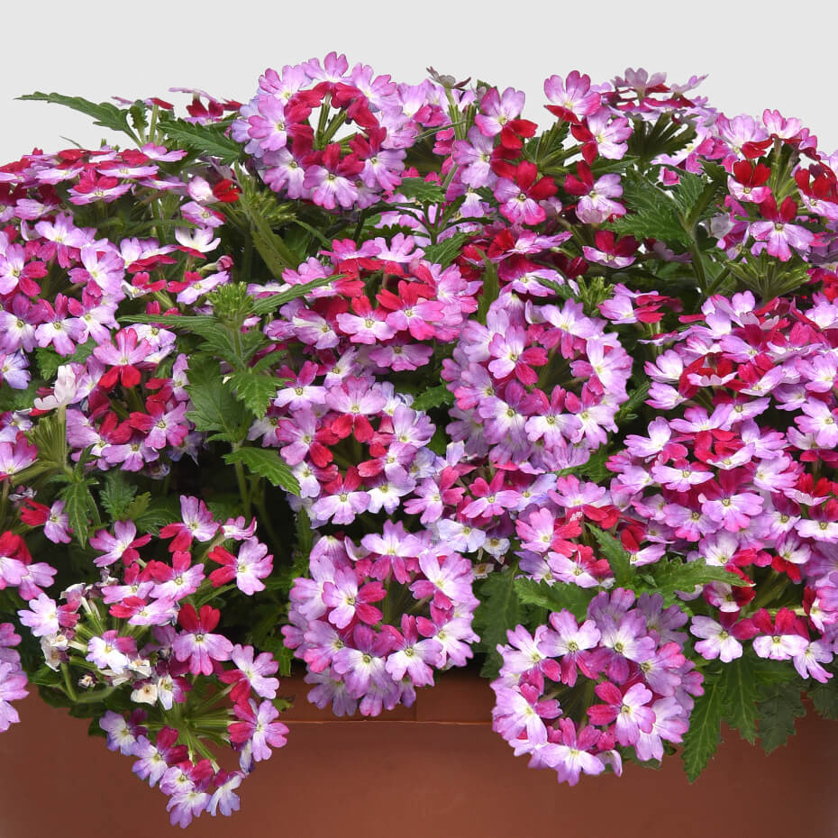 multi-coloured flowers