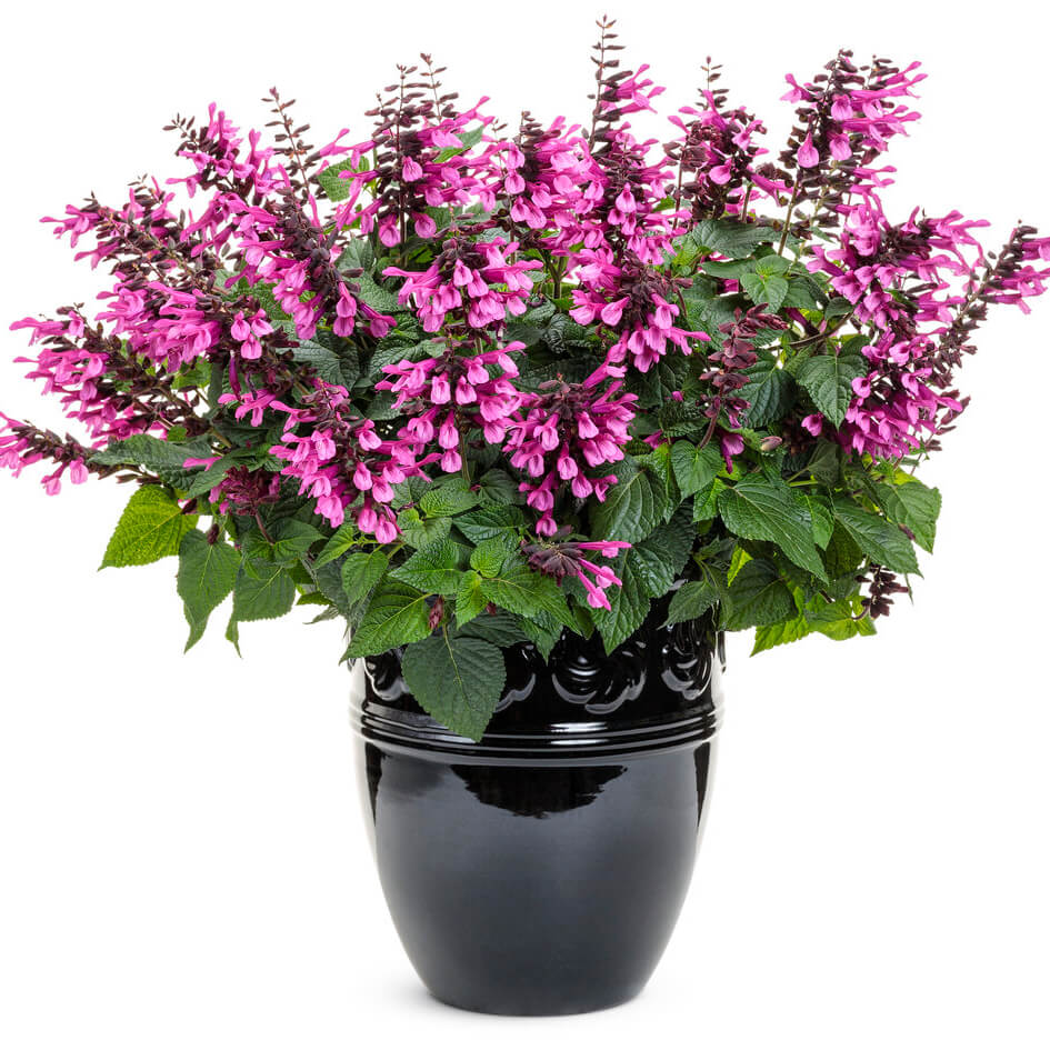 purple flowers in a pot