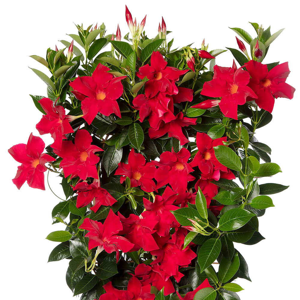 red flowers