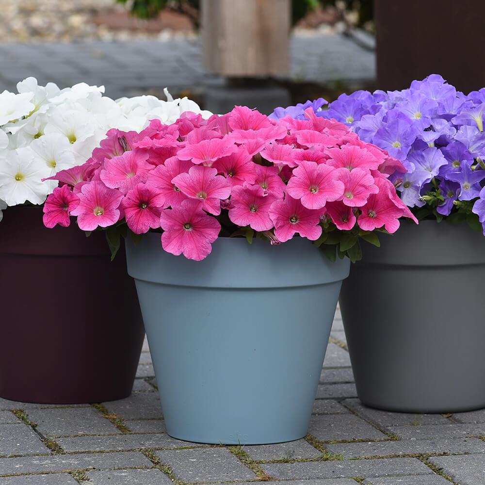 pinke white and blue flowers