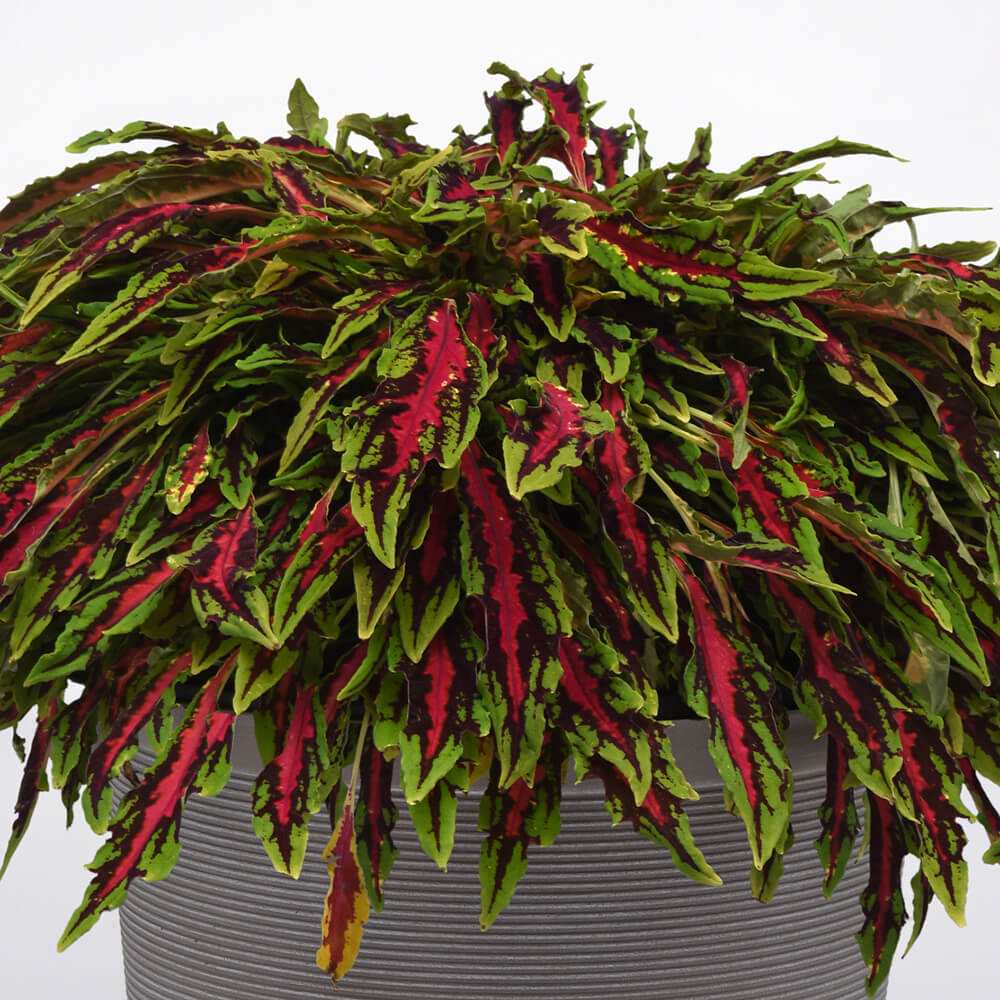 green and red leafy plant