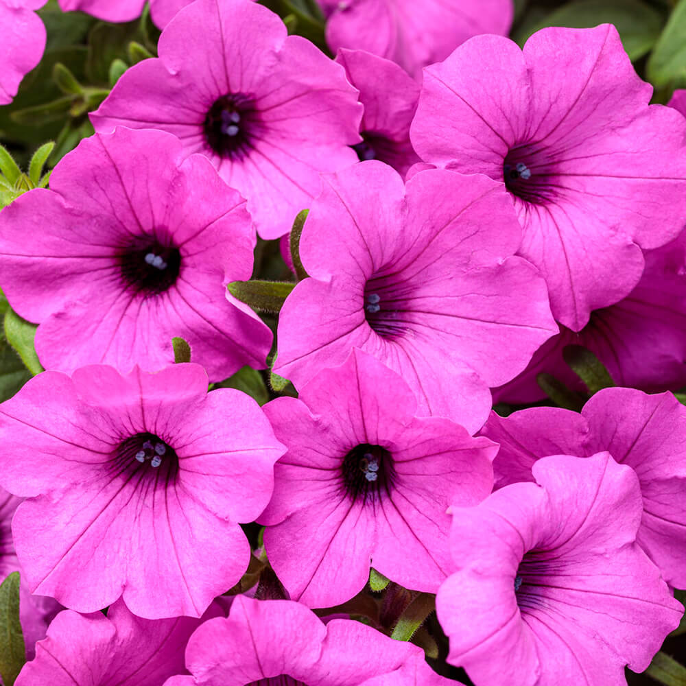 pink flowers