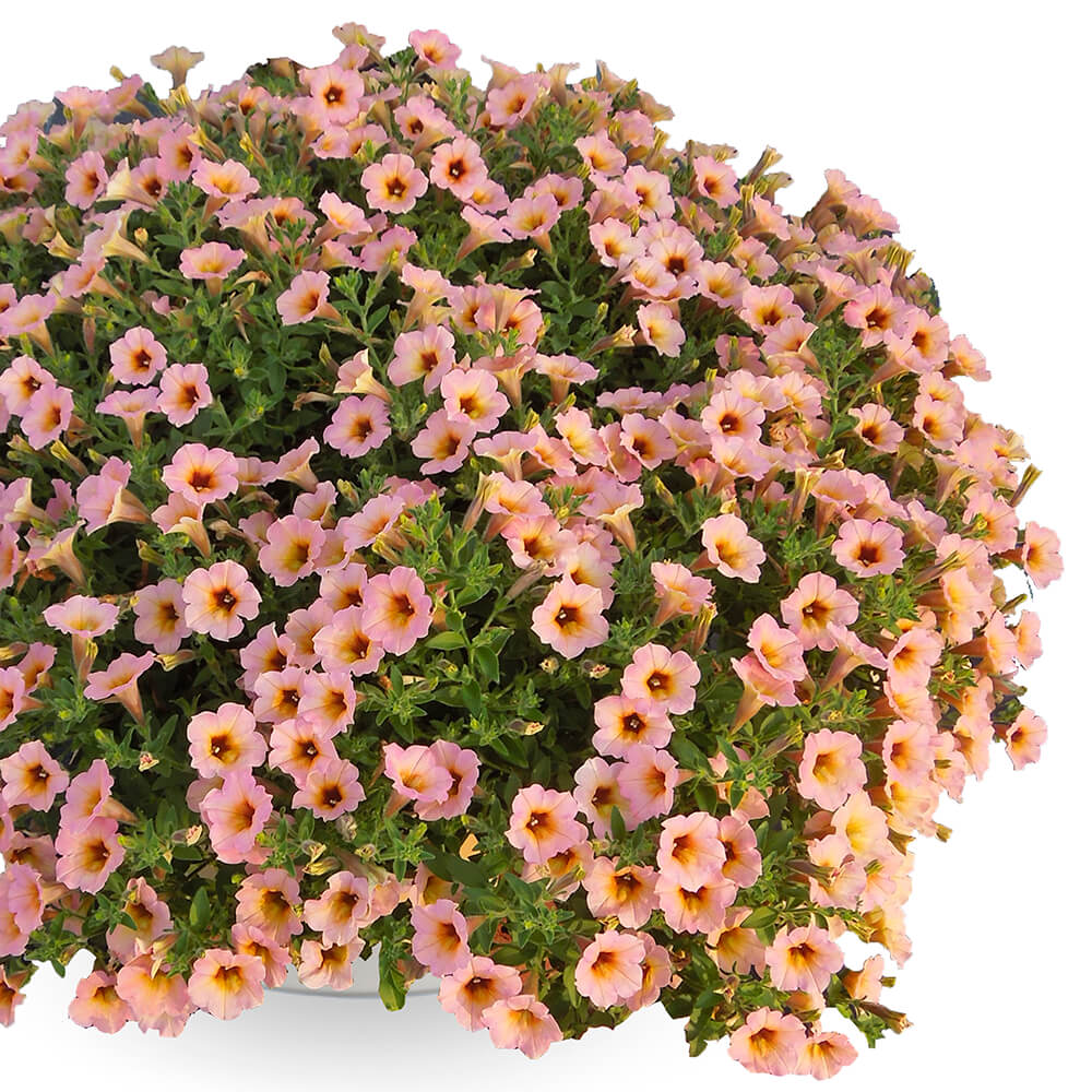 small coral coloured flowers